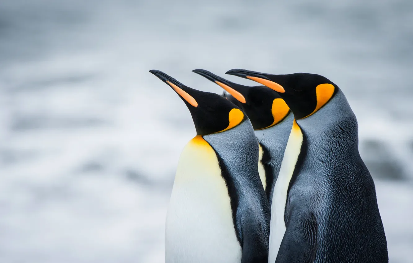Фото обои пингвины, Антарктика, Южная Георгия, королевские