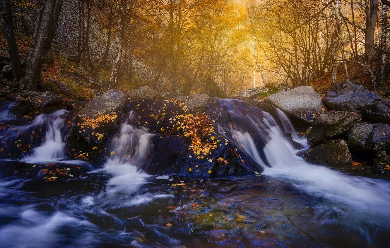 Фото обои осень, лес, вода, деревья, природа, камни