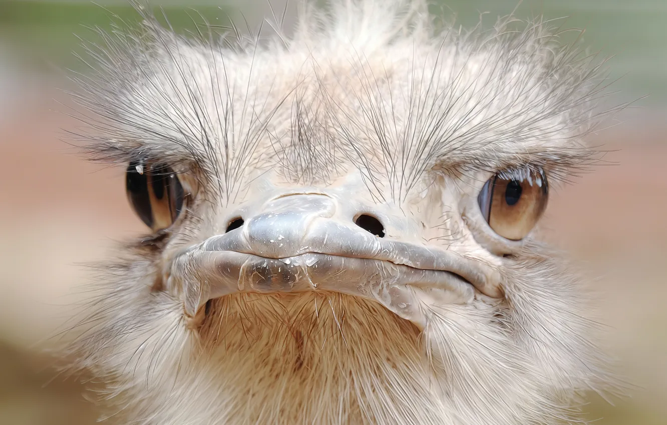 Фото обои природа, птица, клюв