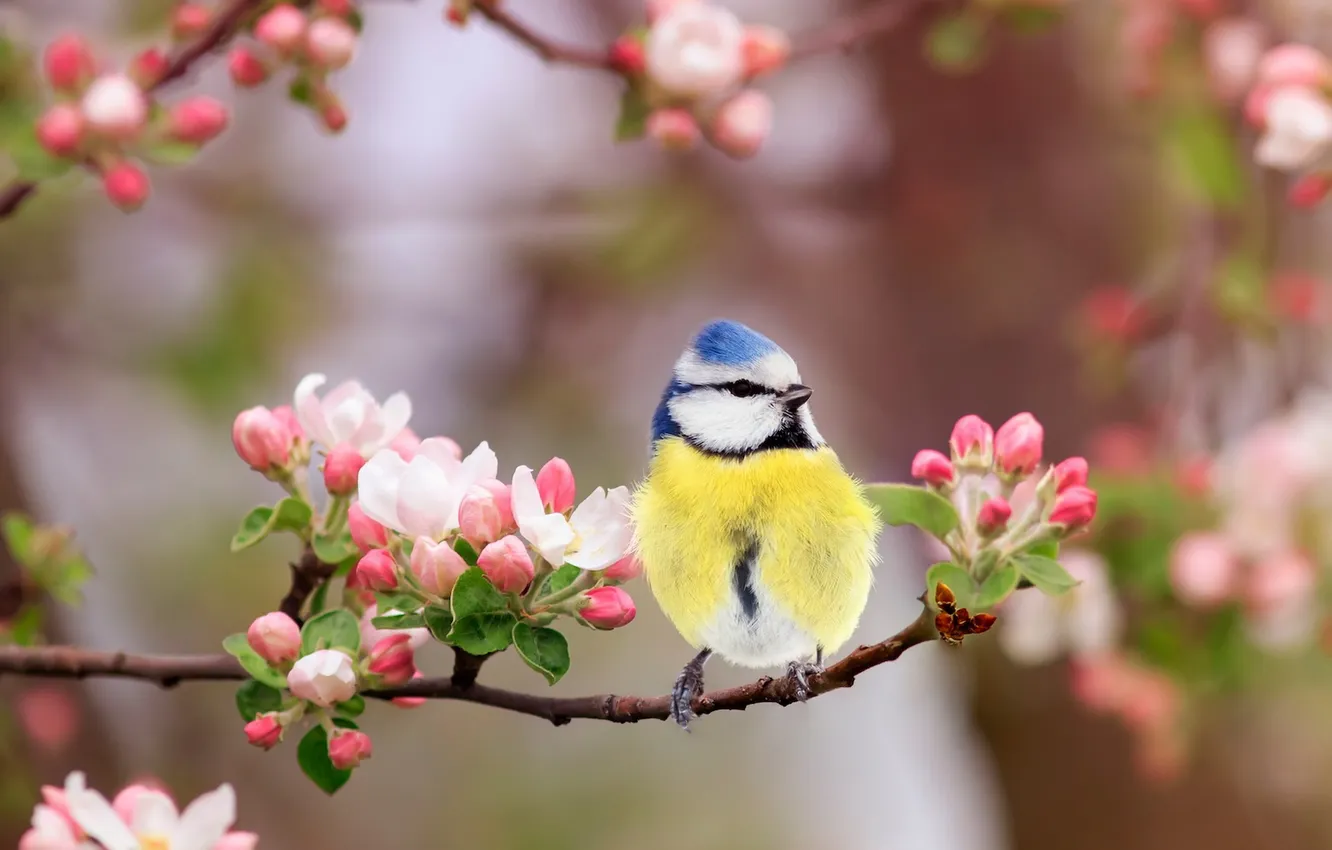 Фото обои цветы, ветки, птица, весна, яблоня, цветение, синица, яблоневый цвет