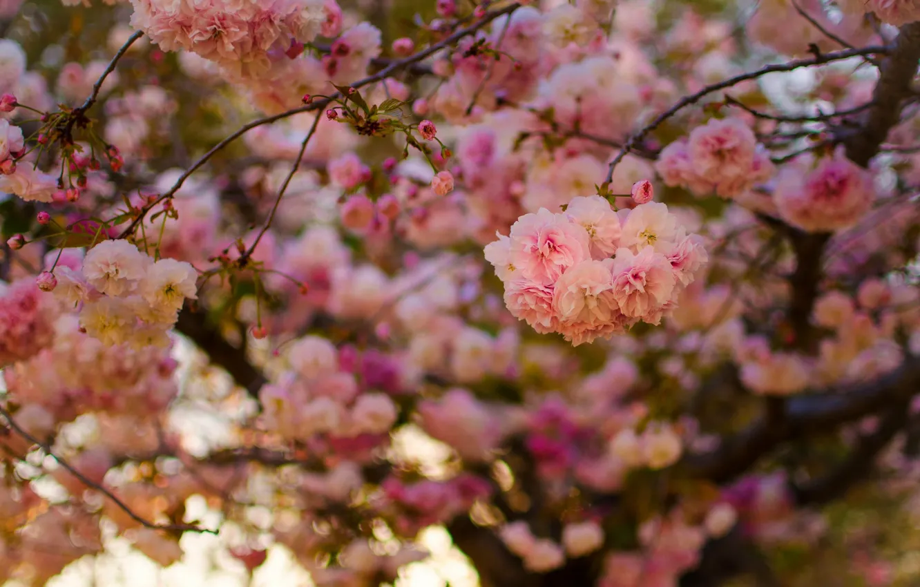 Фото обои ветки, вишня, дерево, весна, сакура, цветение, цветки