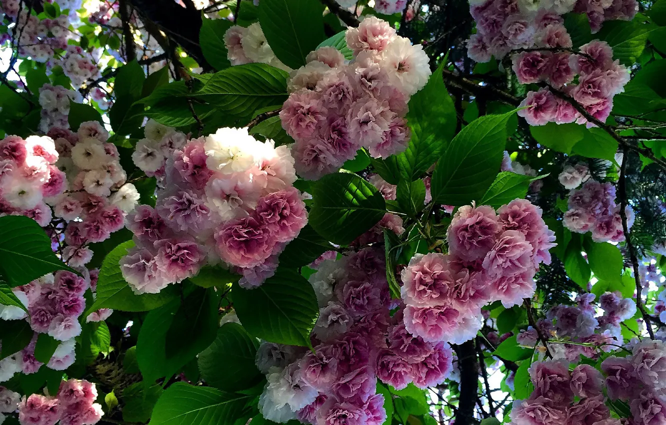 Фото обои цветы, природа, весна, nature, flowers, Spring, flowering
