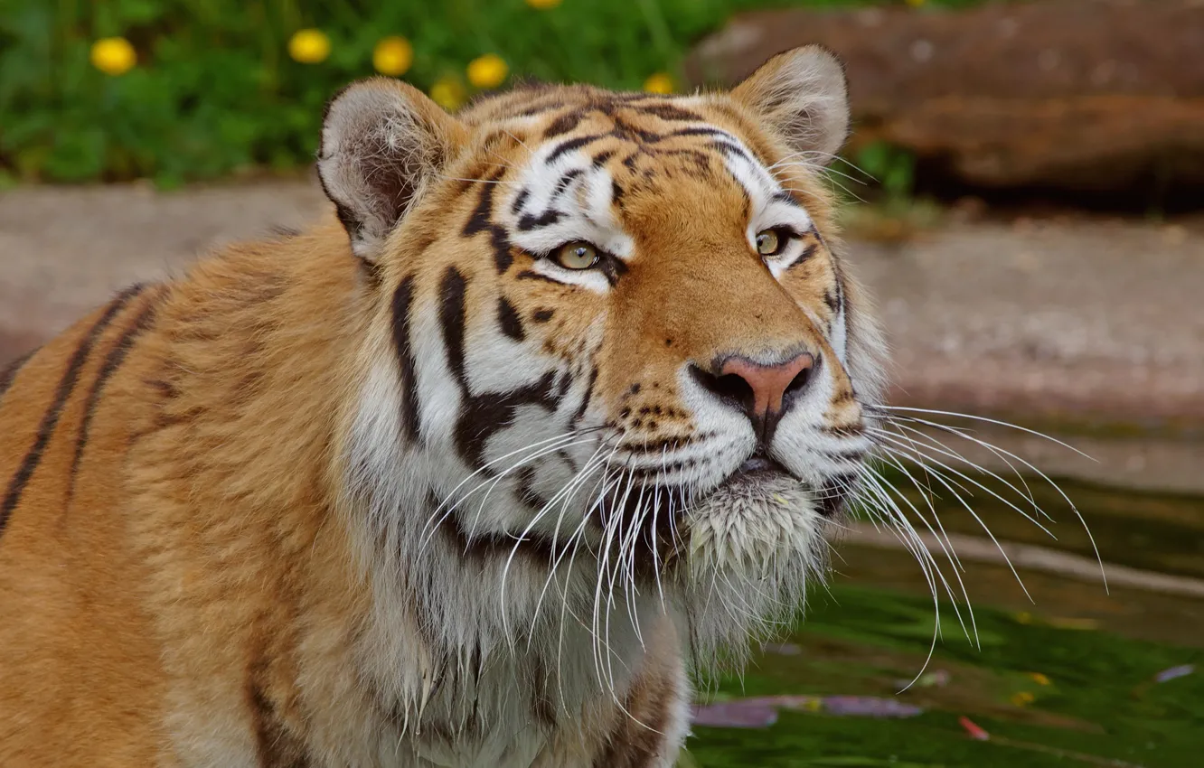 Фото обои взгляд, тигр, портрет