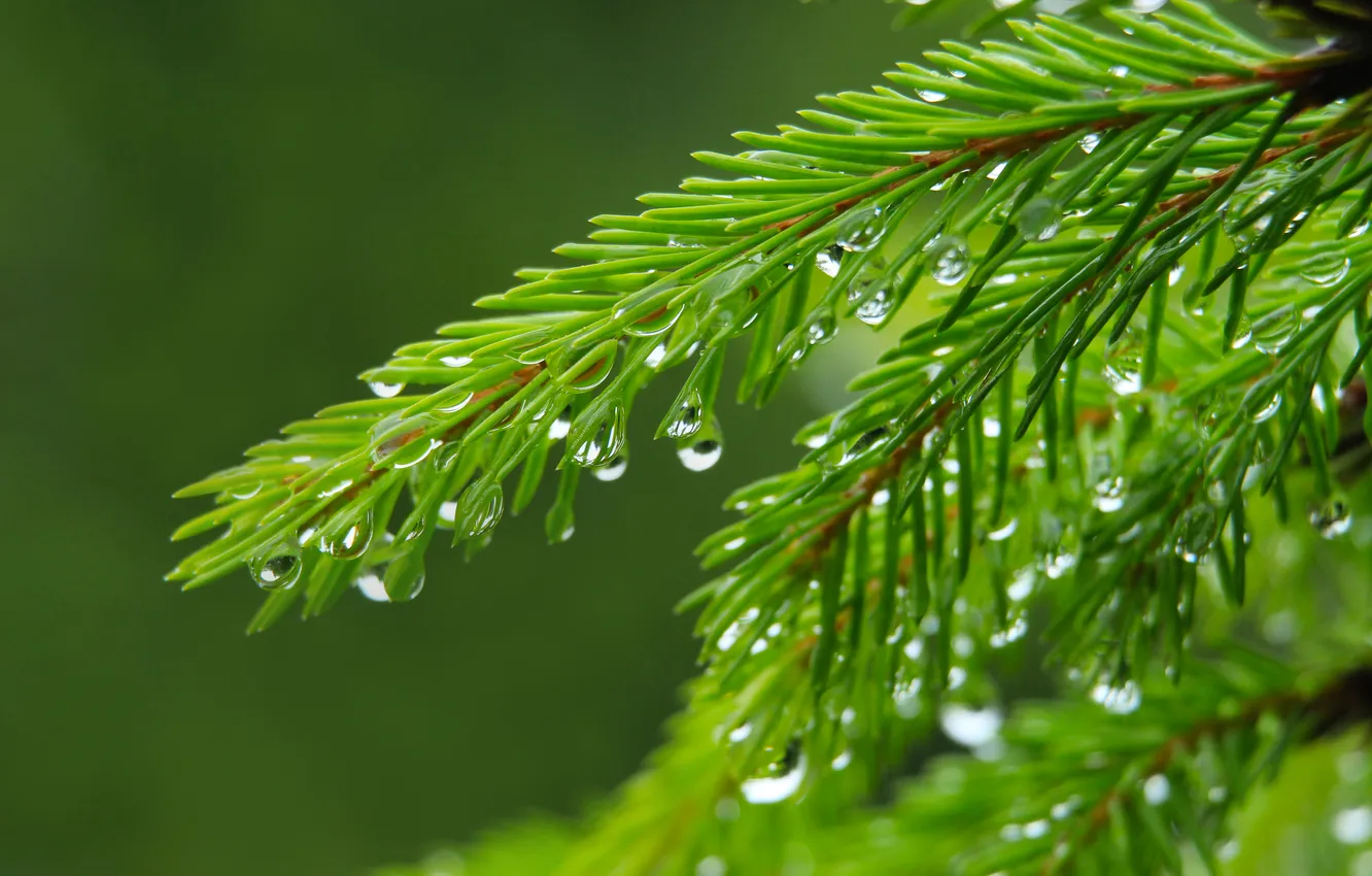 Фото обои water, drops, spruce, twig