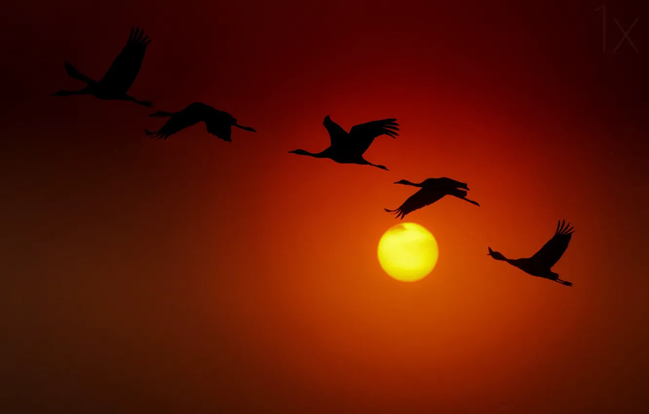 Фото обои Солнце, sun, журавли, cranes, ido meirovich