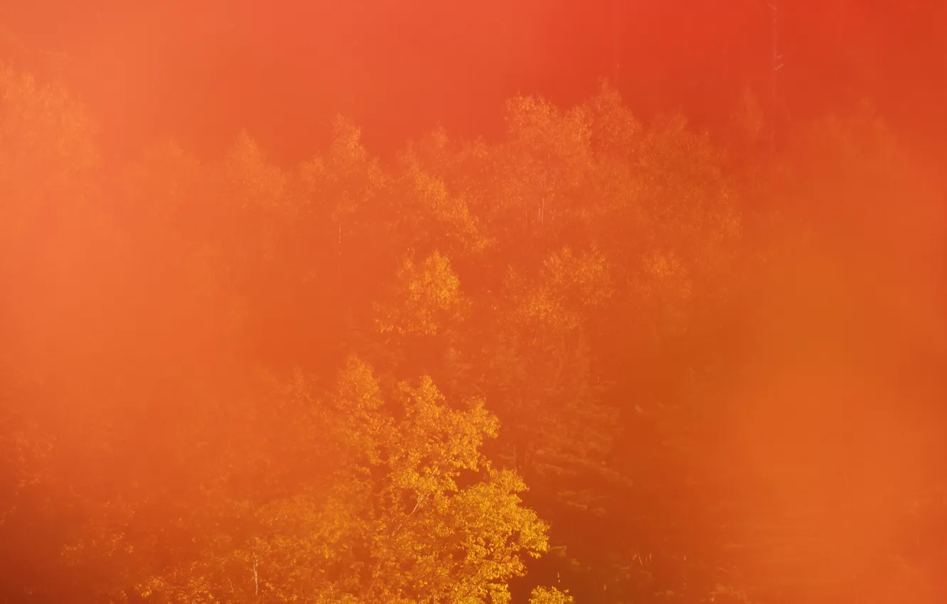 Фото обои осень, лес, деревья, дымка