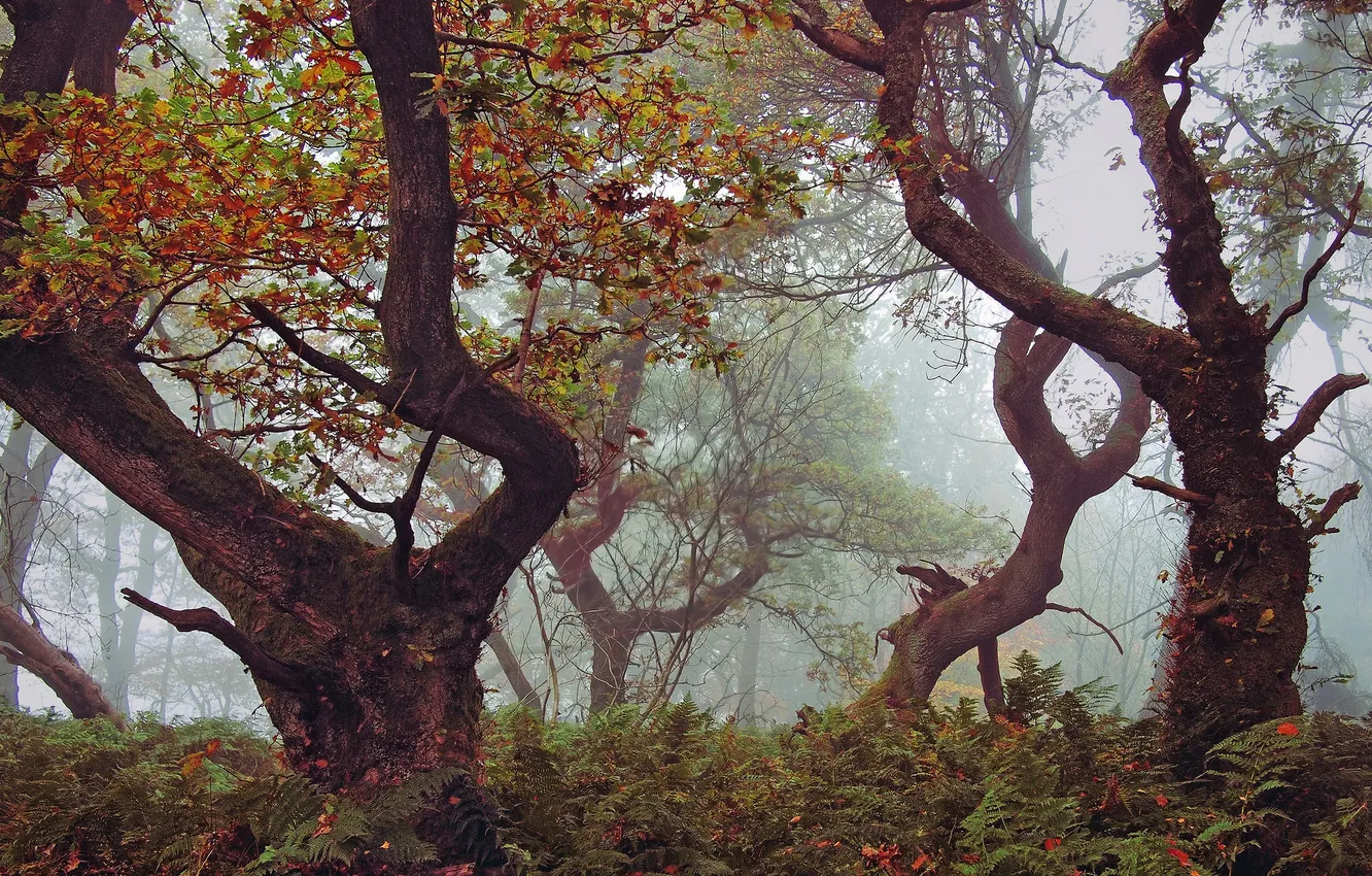Фото обои осень, лес, деревья, ветки, туман, кусты