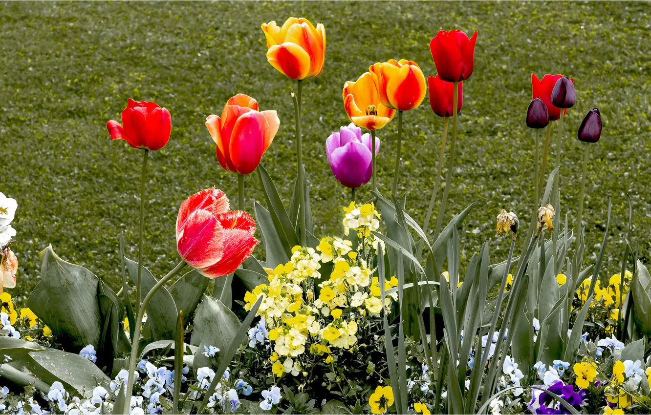 Фото обои природа, сад, тюльпаны, клумба
