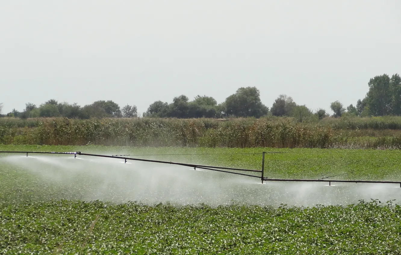 Фото обои field, irrigation