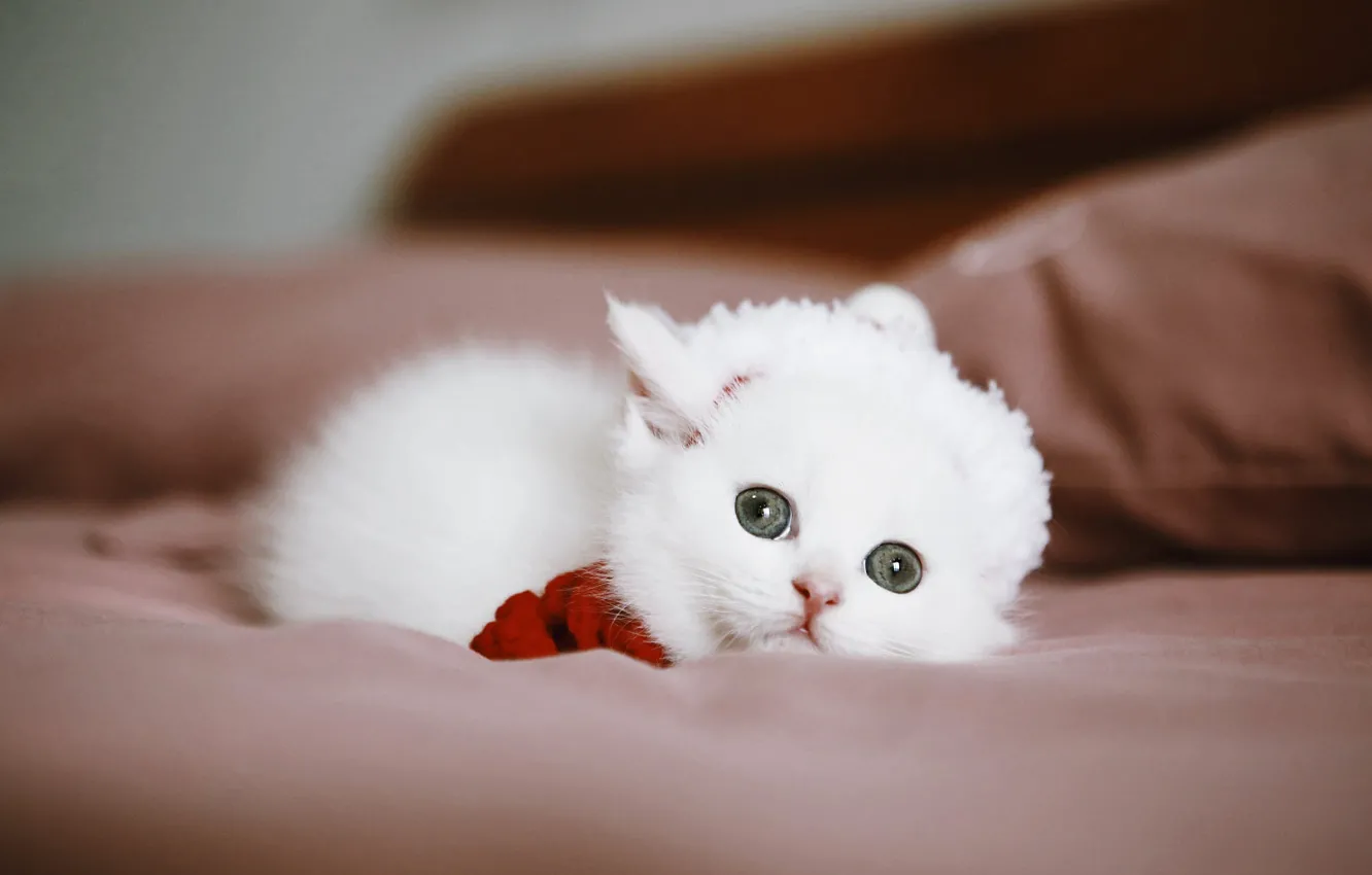 Фото обои кошка, белый, взгляд, котенок, диван, малыш, лежит, шапочка