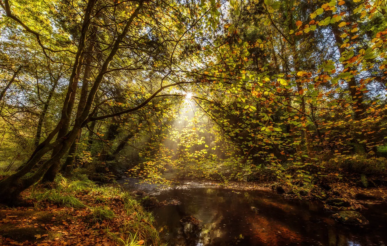 Фото обои осень, лес, солнце, свет, деревья, парк, берег, листва