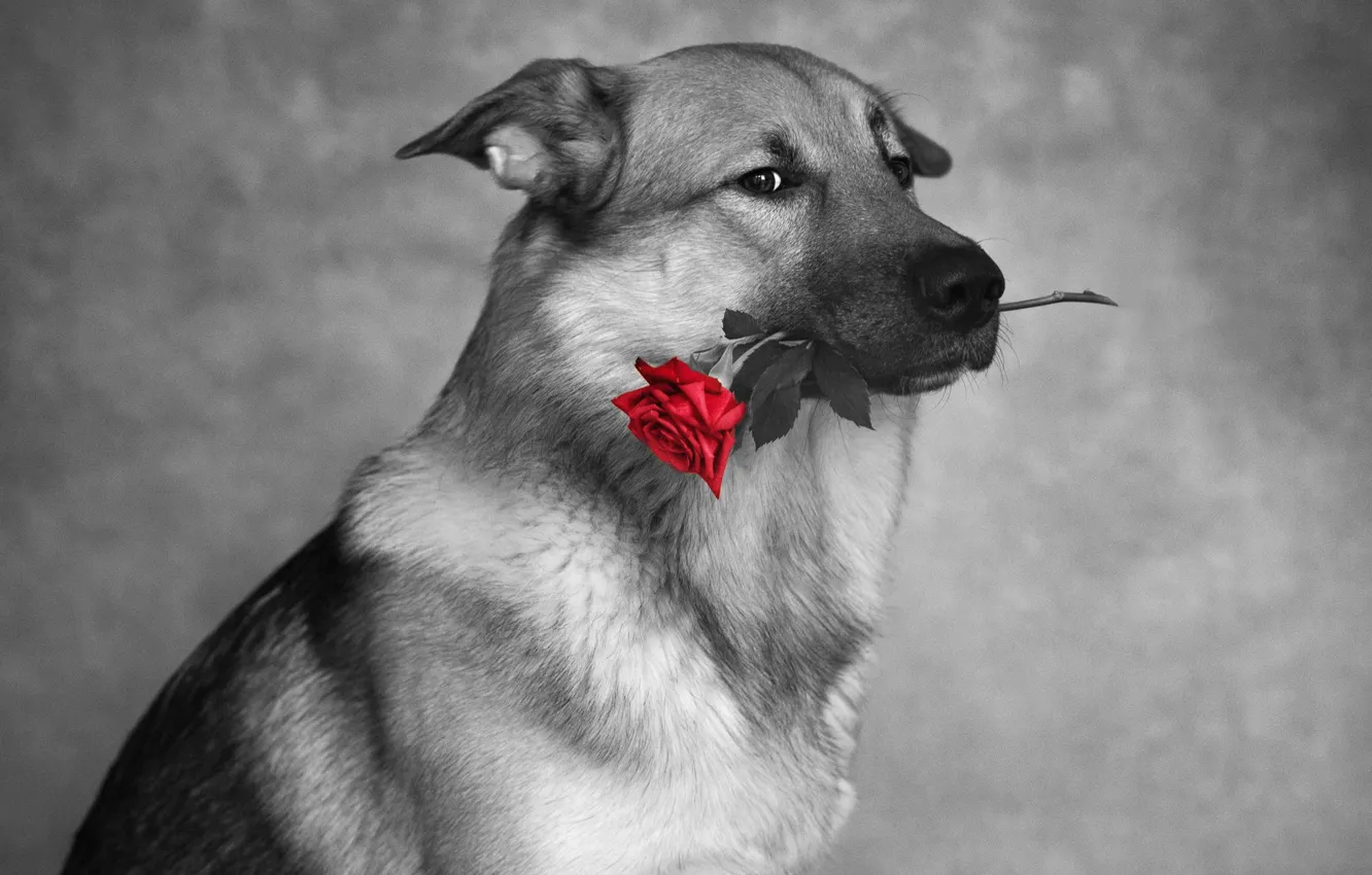 Фото обои взгляд, фото, роза, собака, Nikita Tikkа