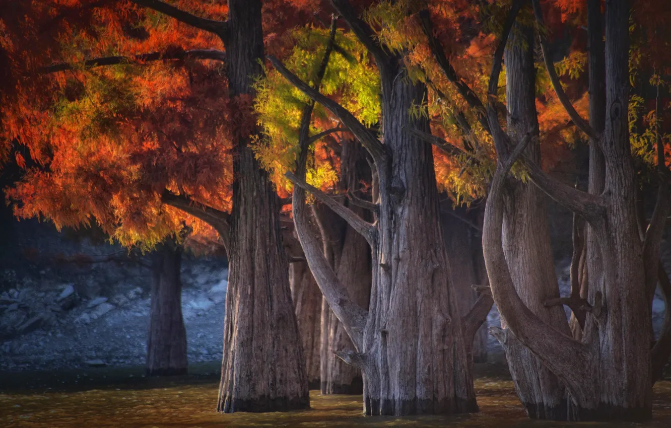 Фото обои осень, деревья, природа, озеро, кипарисы, Сукко, Краснодарский край, Павел Сагайдак
