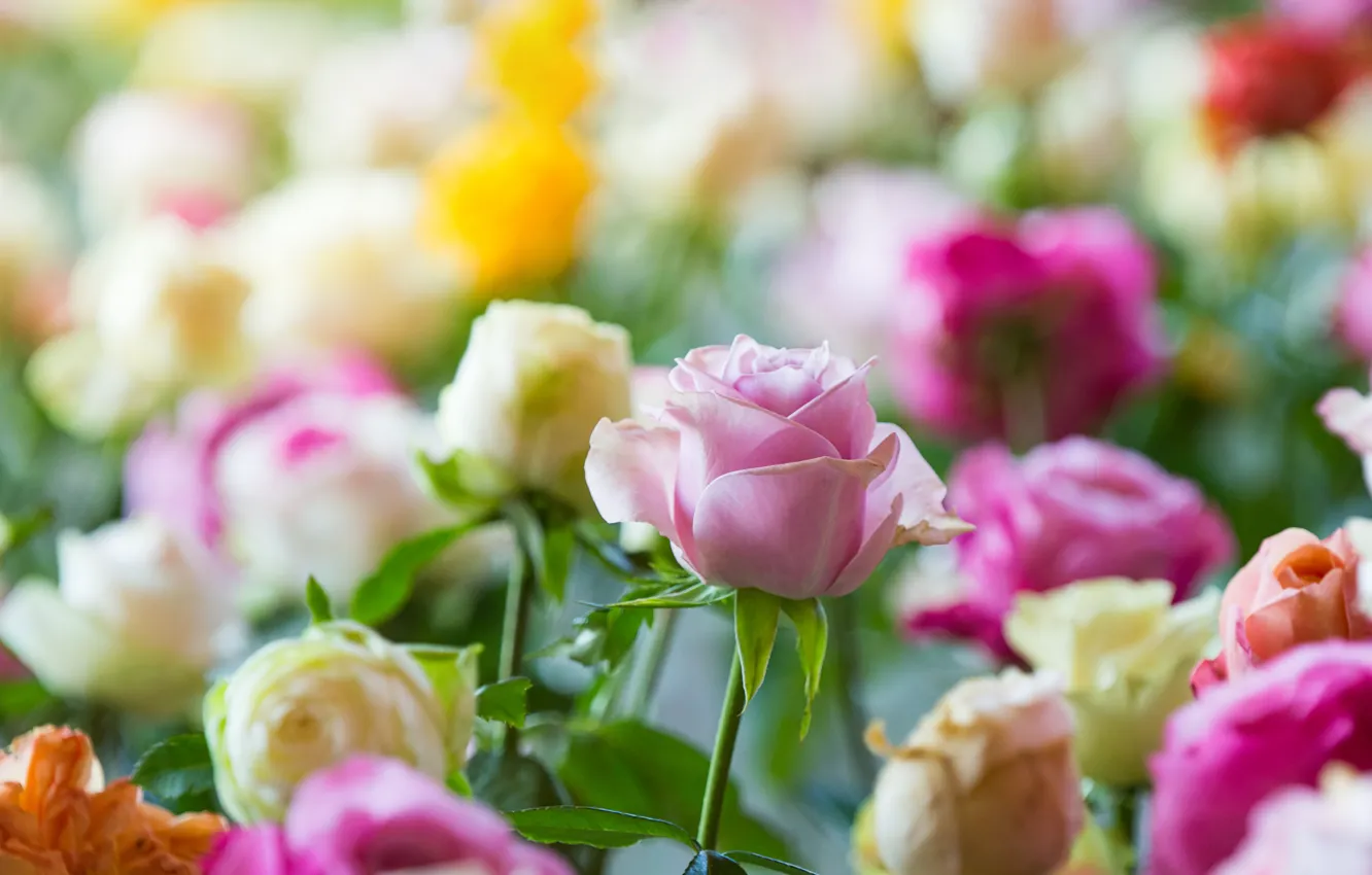 Фото обои цветы, розы, бутоны, разноцветные
