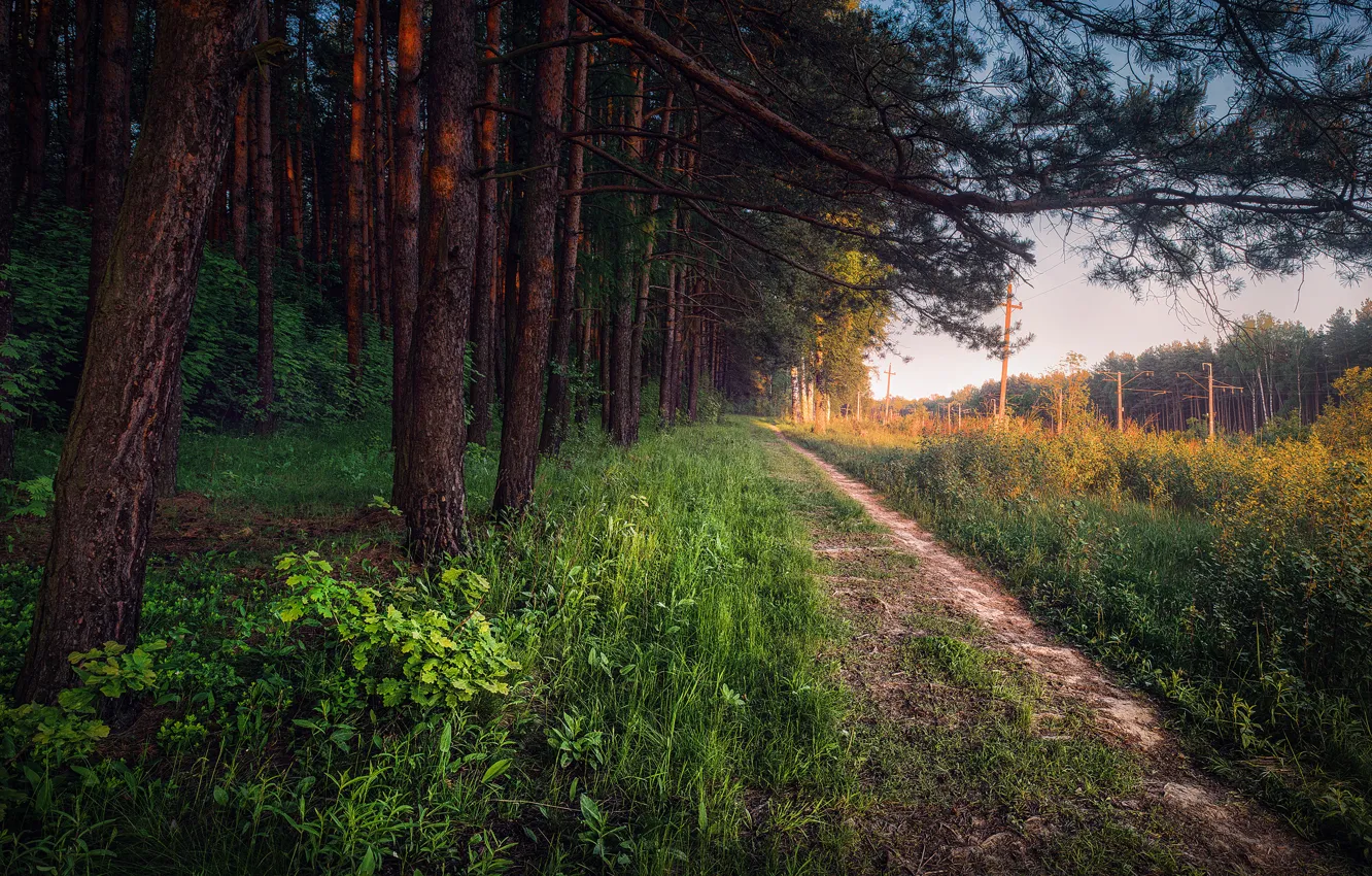 Фото обои дорога, лес, Россия, Московская область, Нахабино