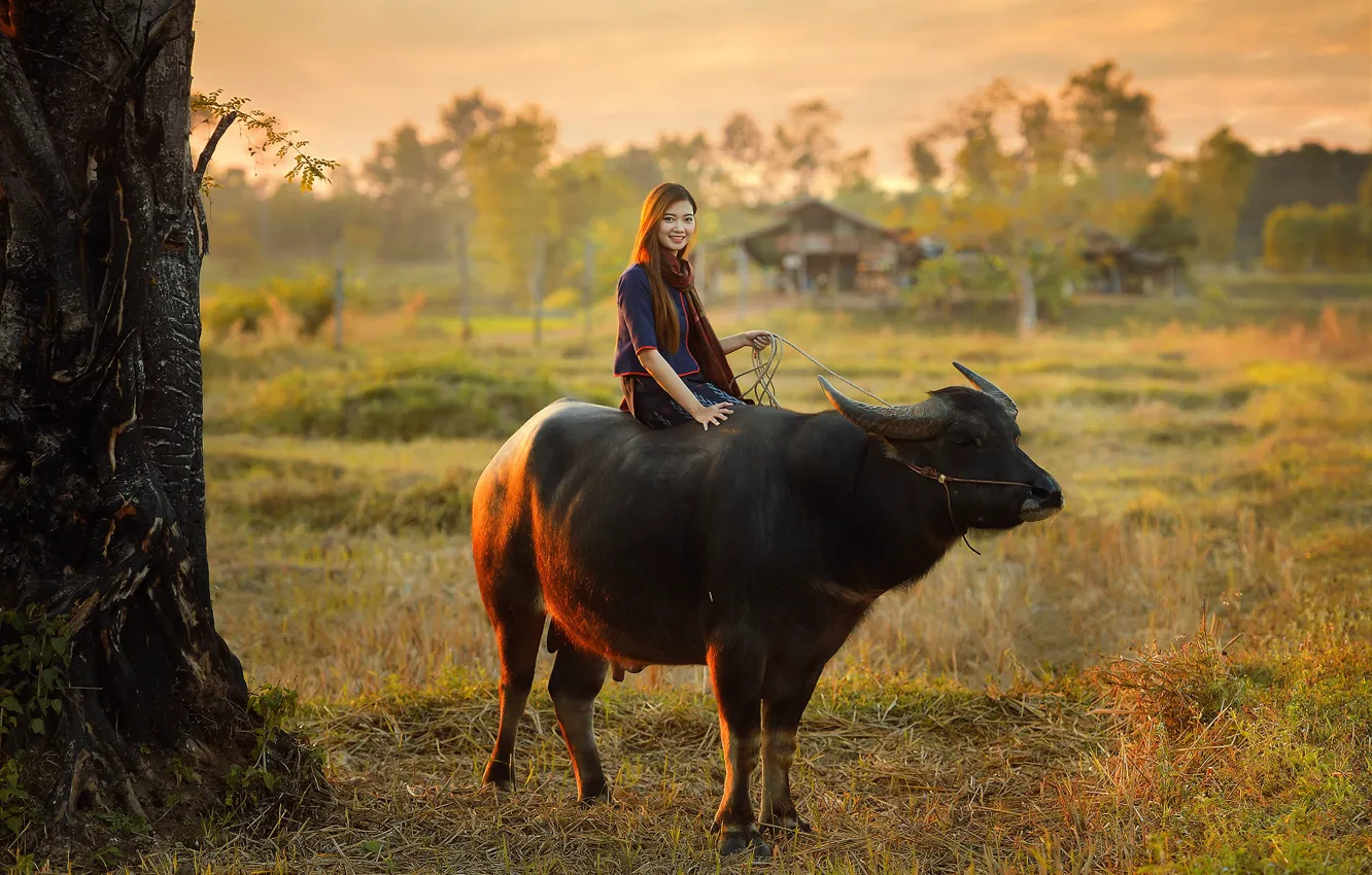 Фото обои девушка, Thailand, буйвол