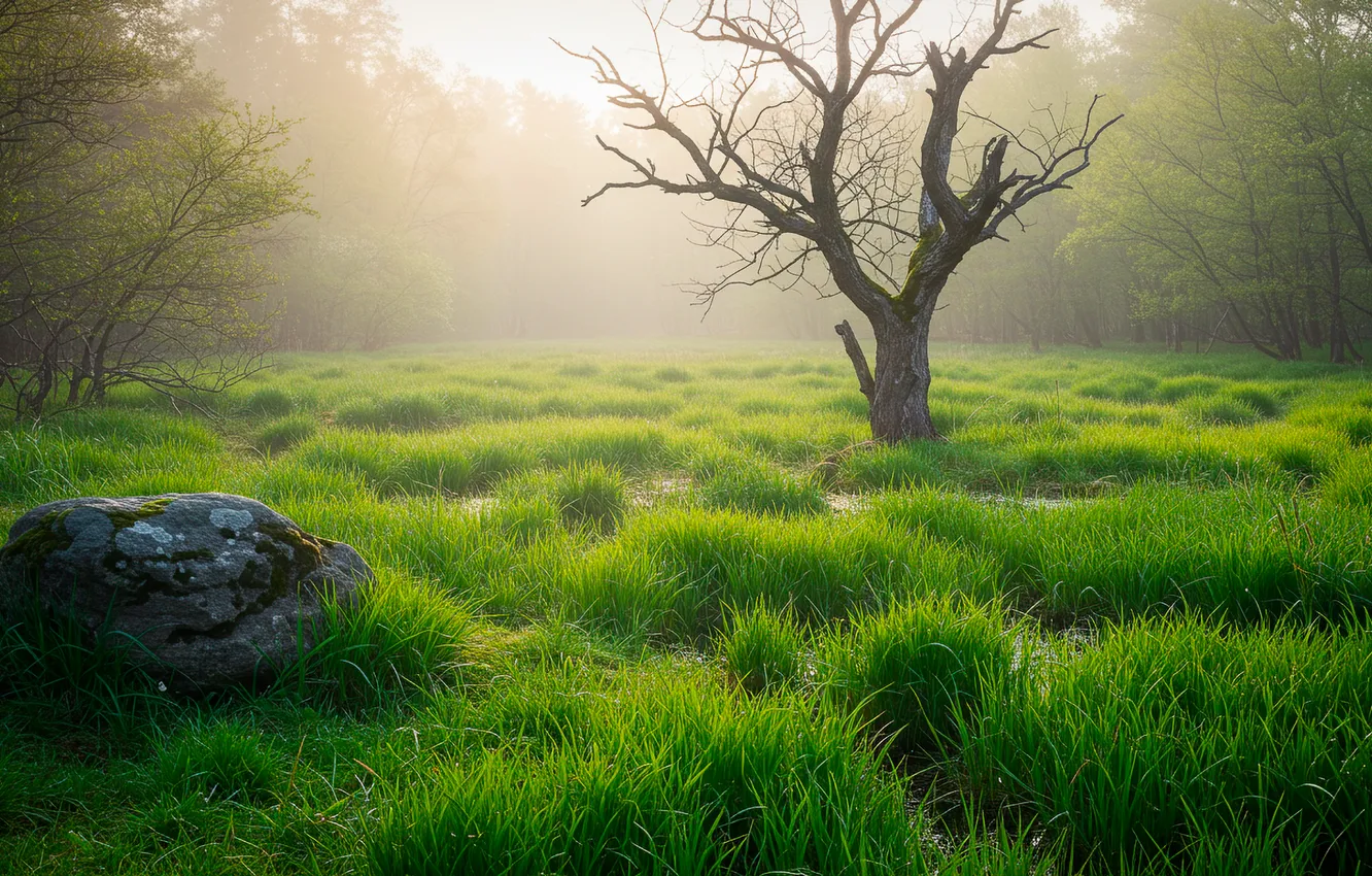 Фото обои трава, туман, обои, камень, мох, wallpaper, grass, stone