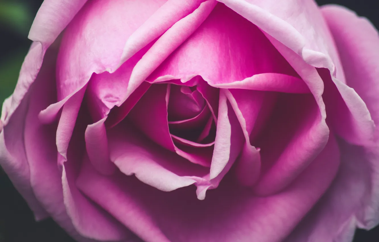 Фото обои цветок, макро, крупный план, розовая, роза, лепестки, бутон