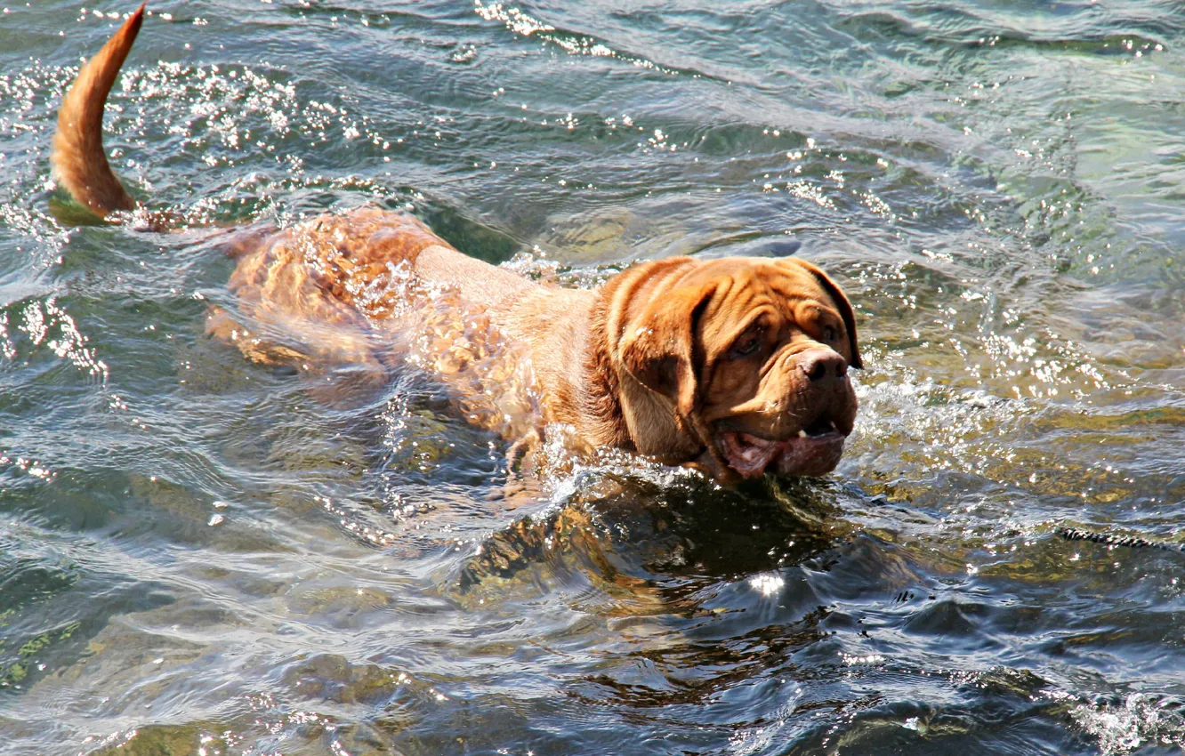 Фото обои вода, брызги, купание, пёс