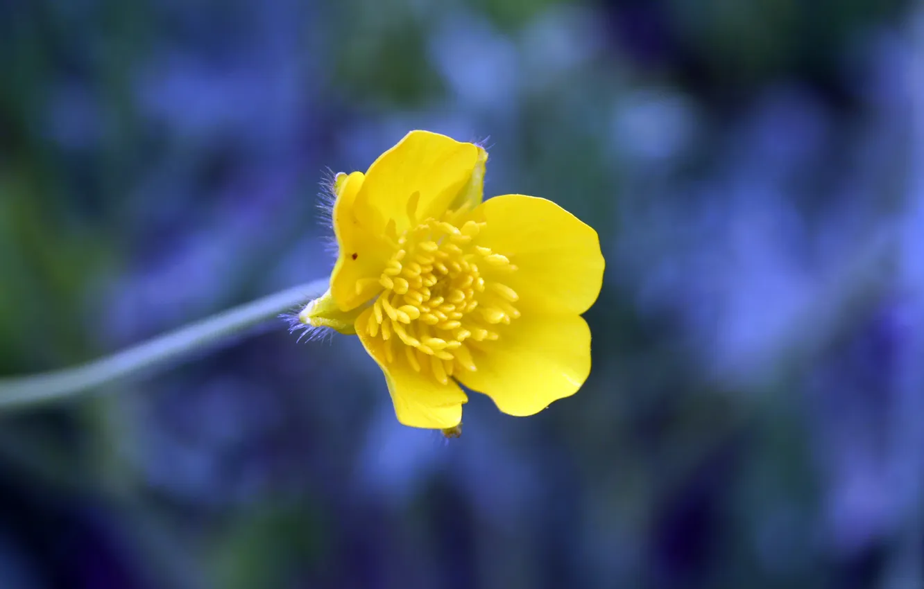 Фото обои цветок, синий, жёлтый, фон