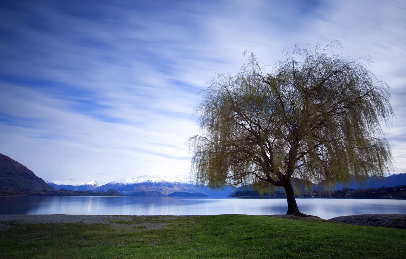 Фото обои пейзаж, озеро, дерево