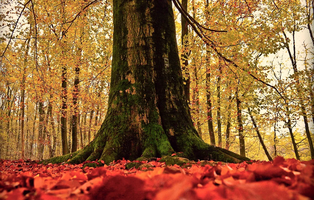Фото обои осень, природа, дерево, листва, ствол