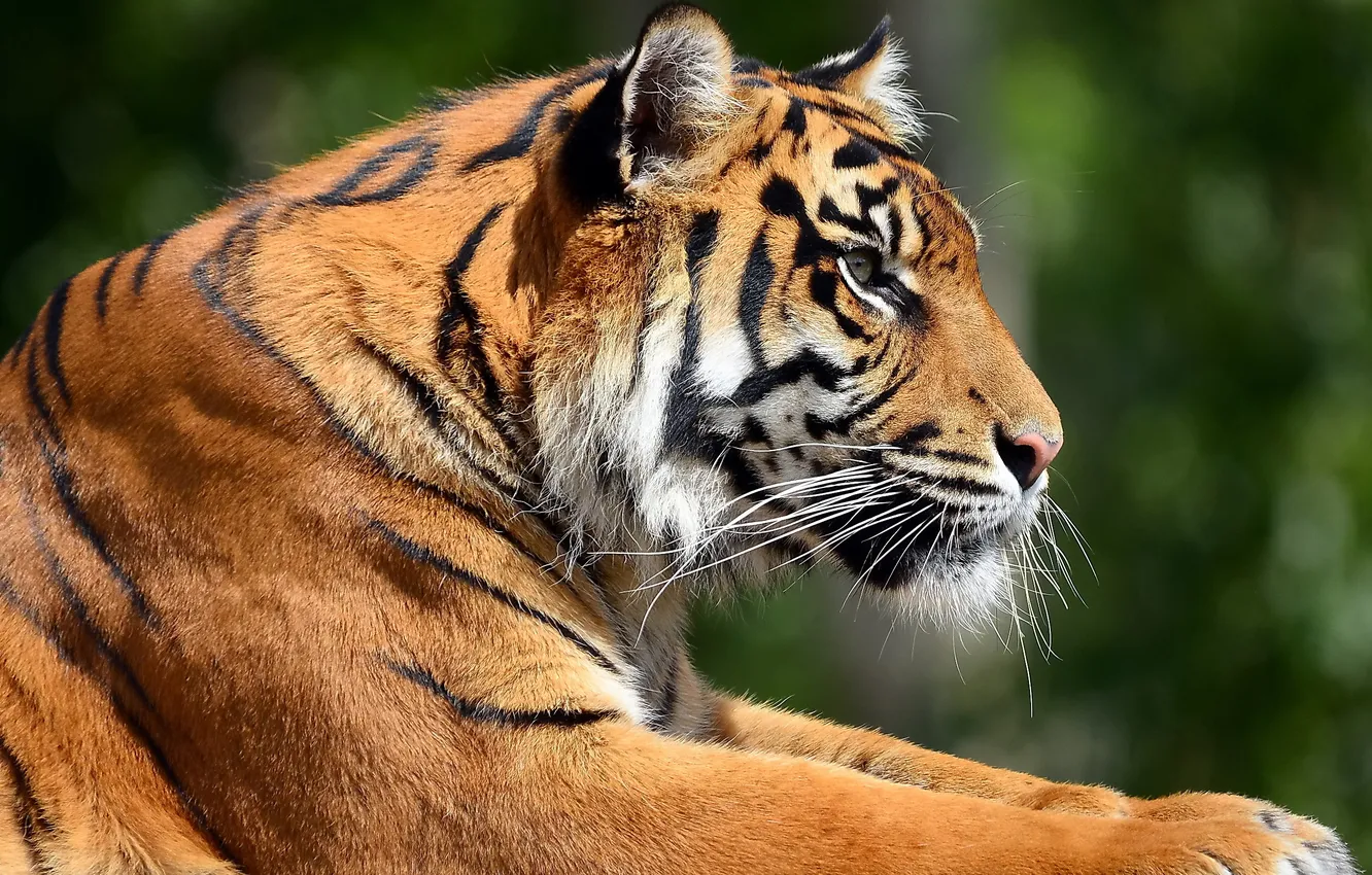 Фото обои усы, морда, тигр, отдых, полосатый красавец