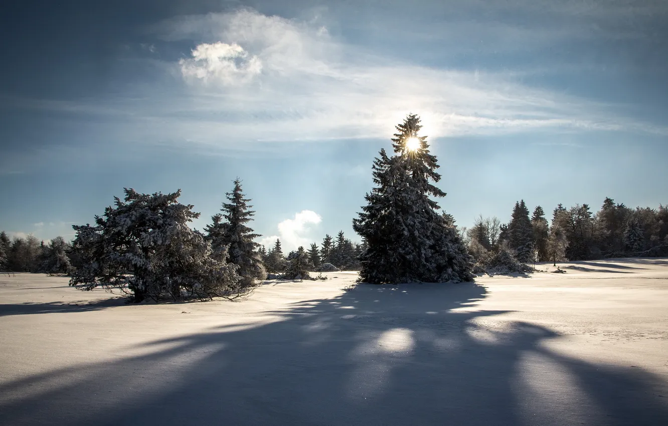 Фото обои зима, свет, снег, пейзаж, природа, ёлки