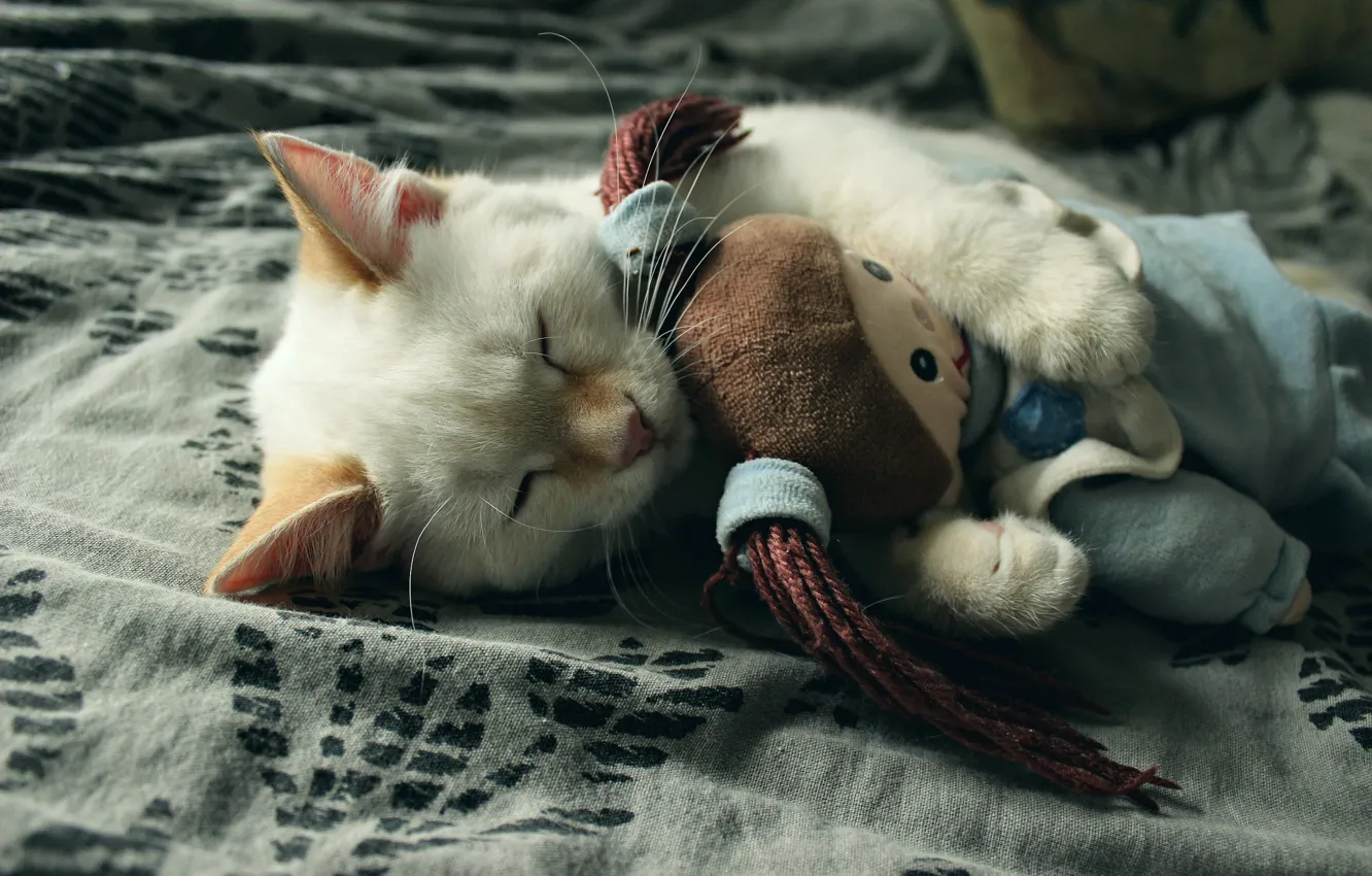 Фото обои котенок, игрушка, спит, by LadyWilmor