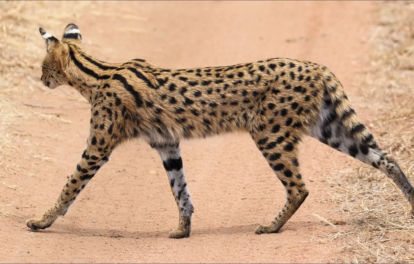 Фото обои кот, cat, сервал, serval, step by step, не спеша