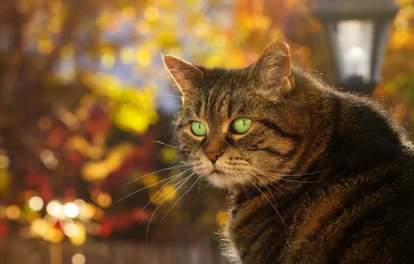Фото обои осень, кот, морда, фон, портрет, боке