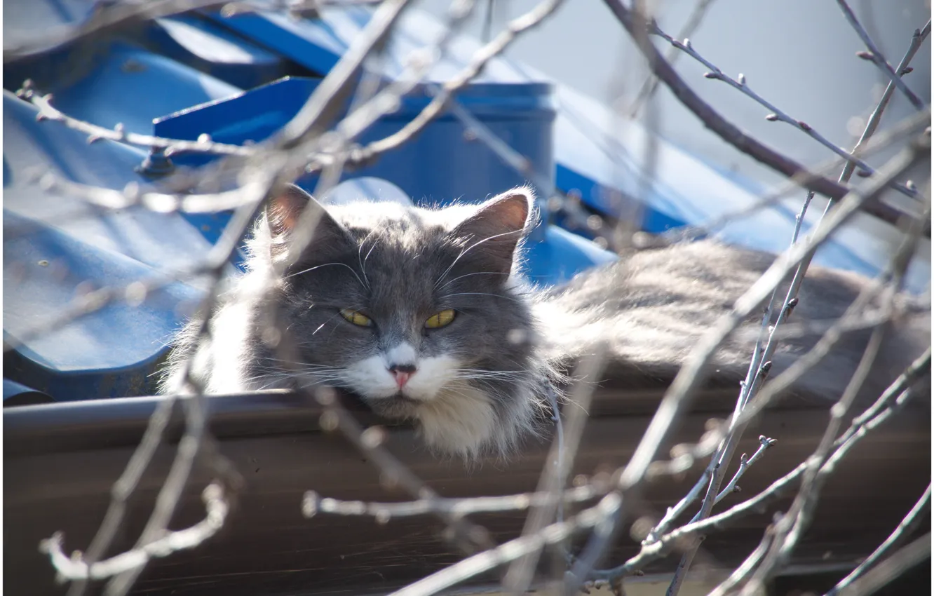 Фото обои кот, Шурик, Который живет на крыше :)