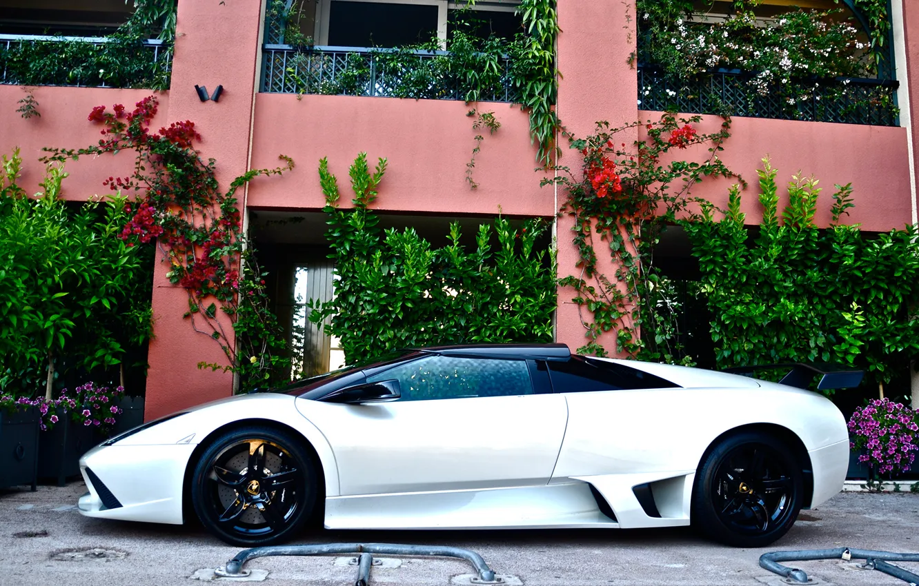 Фото обои белый, Lamborghini, white, ламборджини, murcielago