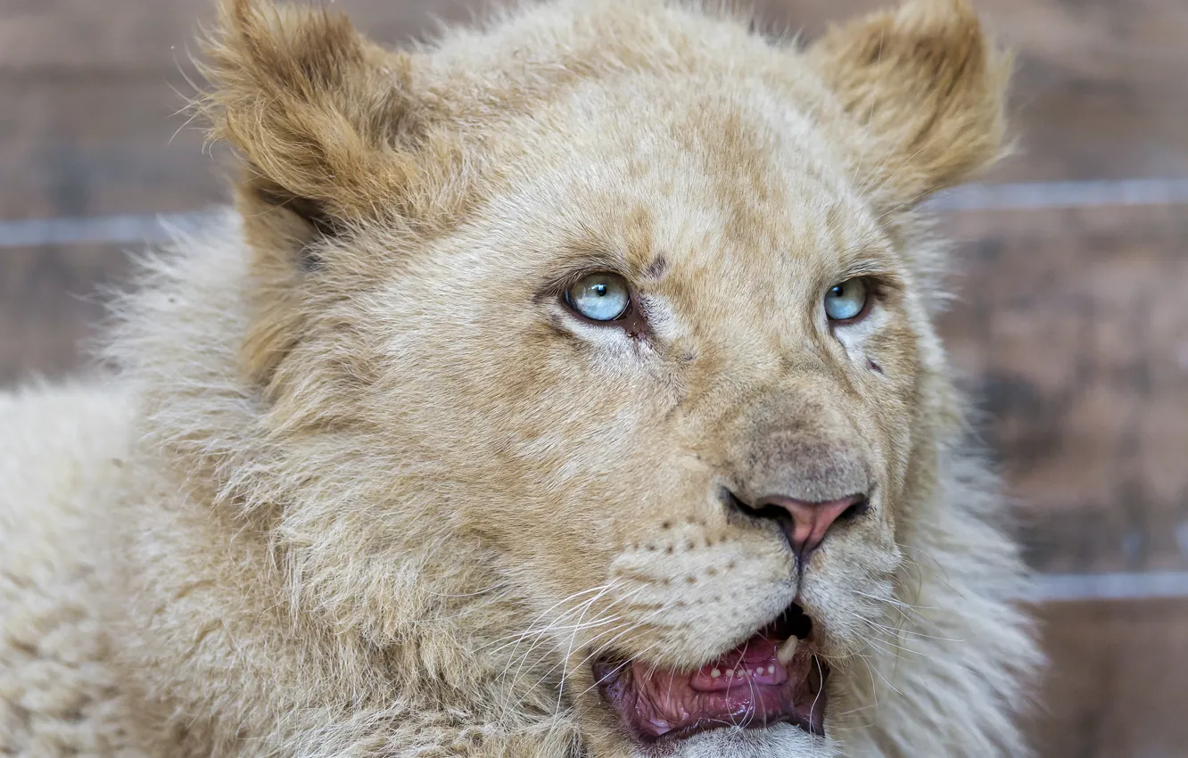 Фото обои кошка, морда, голубые глаза, львёнок, белый лев, ©Tambako The Jaguar