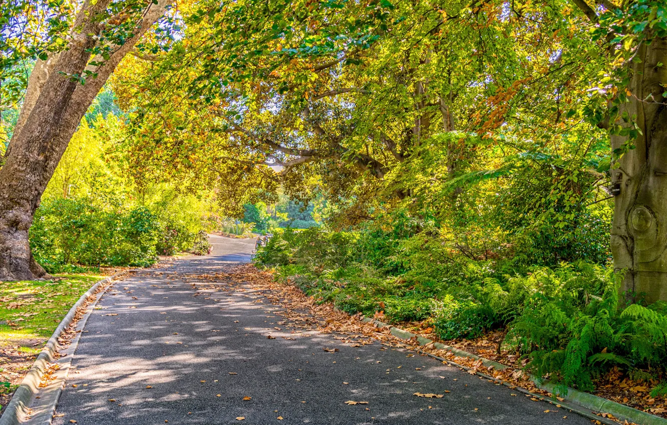 Фото обои дорога, осень, солнце, деревья, парк, trees, Melbourne, autumn