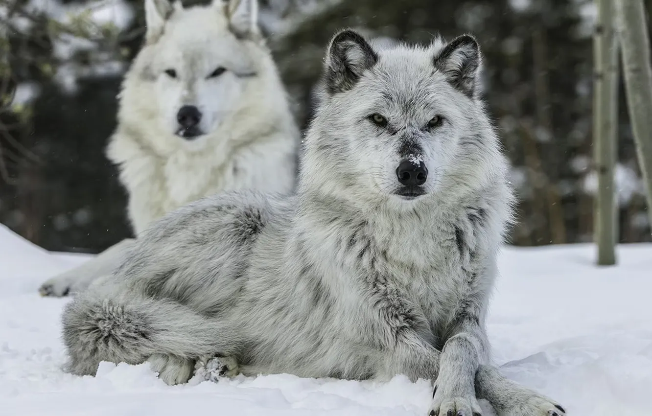 Фото обои nature, face, animal, wolf, wildlife, head, fur, mammal
