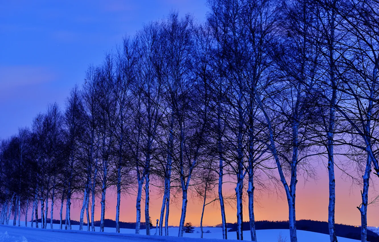 Фото обои зима, дорога, небо, снег, деревья, закат