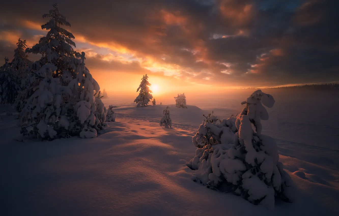 Фото обои зима, снег, деревья, закат, ели, Норвегия, сугробы, Norway