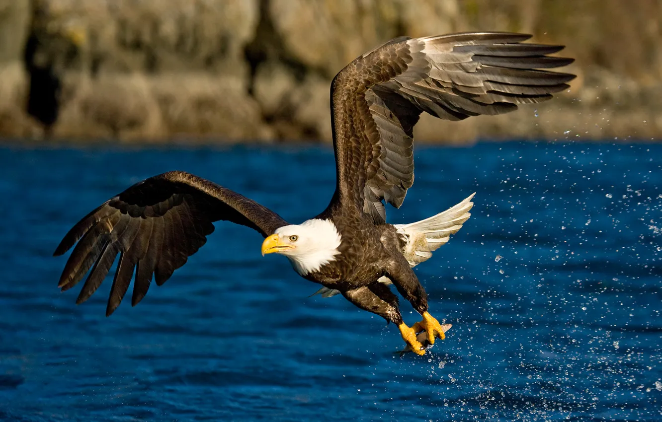 Фото обои вода, полет, брызги, птица, орел, крылья