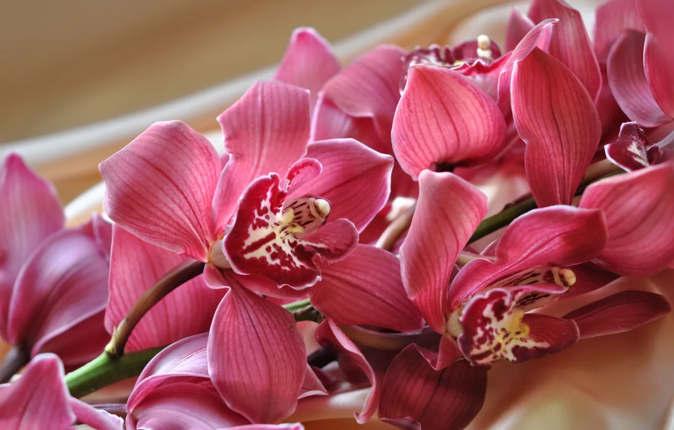 Фото обои ветки, экзотика, орхидея