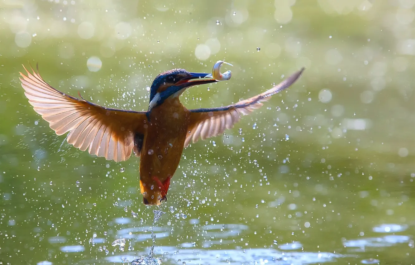 Фото обои вода, свет, птица, крылья, боке, зимородок, улов