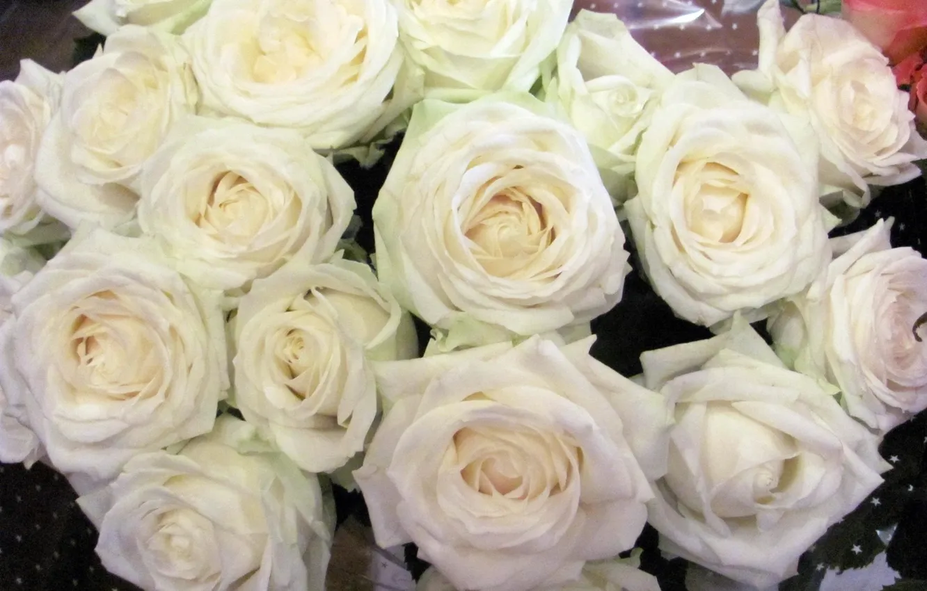 Фото обои white, flowers, roses