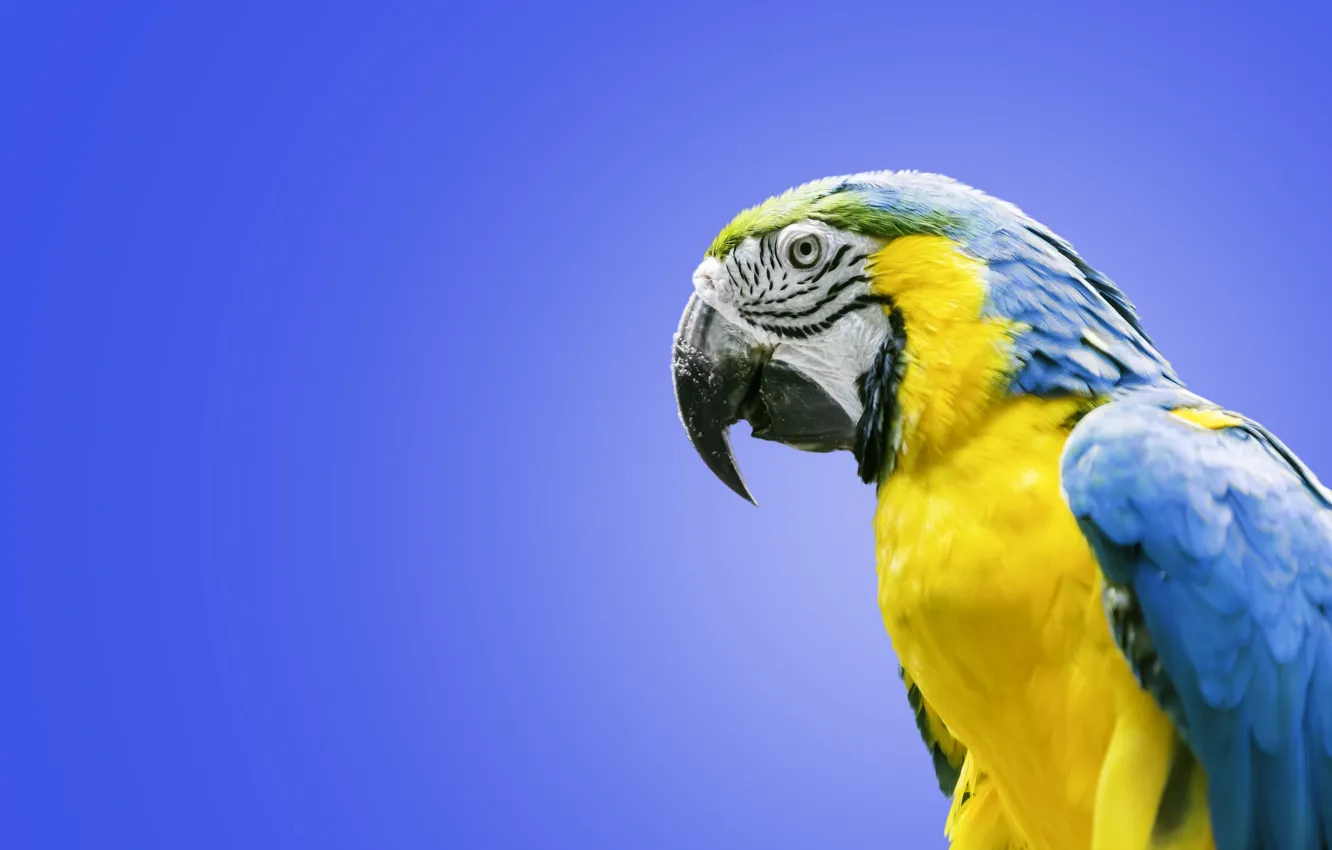 Фото обои птица, попугай, ара, Сине-жёлтый ара
