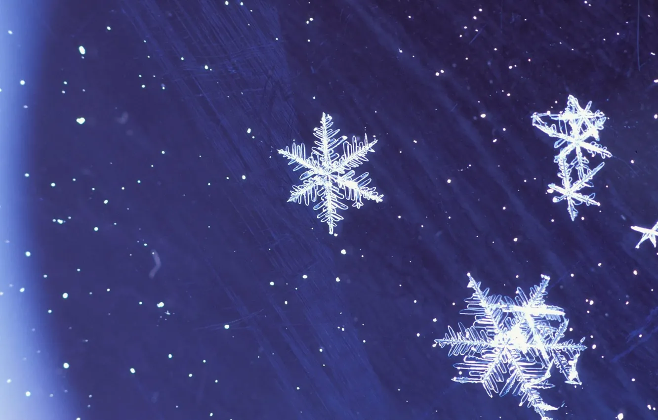 Фото обои зима, синий, Снежинки