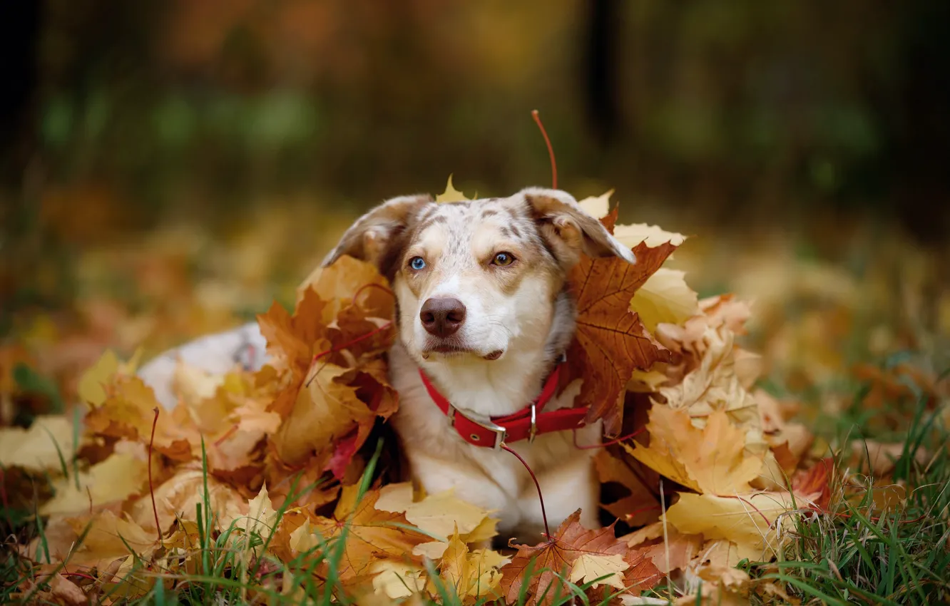 Фото обои осень, морда, листья, природа, листва, портрет, собака, ворох листьев