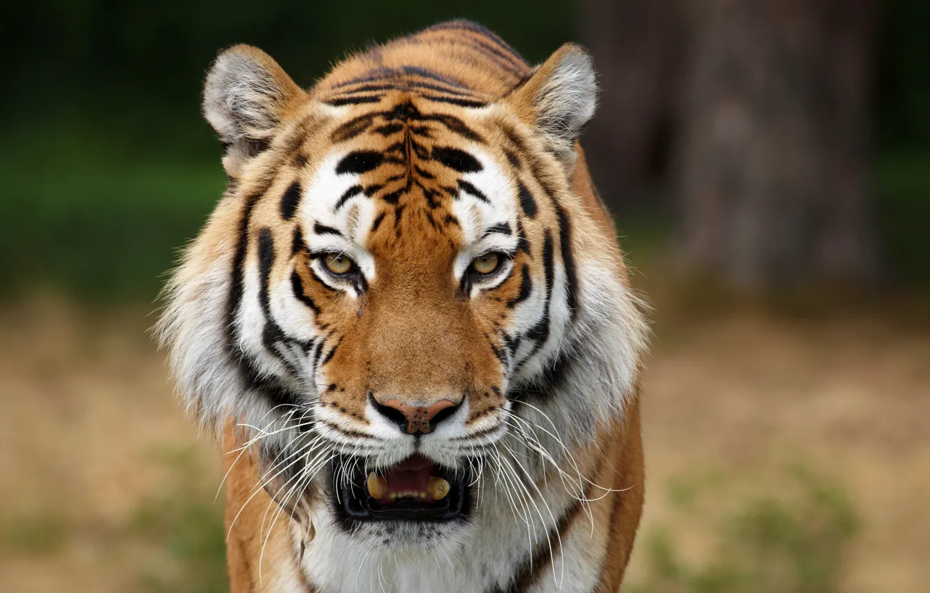 Фото обои морда, тигр, хищник, клыки, боке