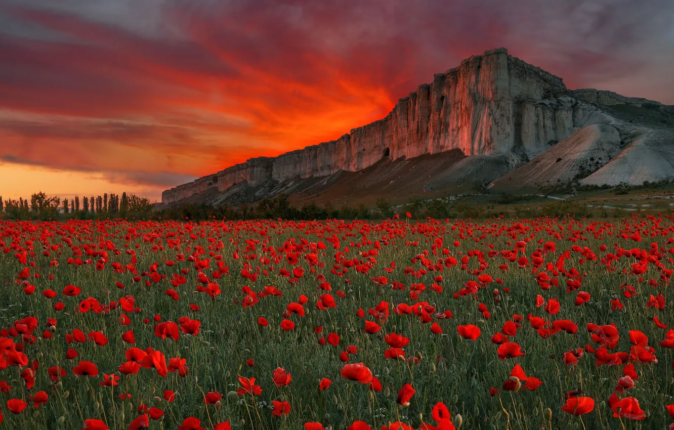 Фото обои поле, закат, цветы, скала, маки, луг, Россия, Крым