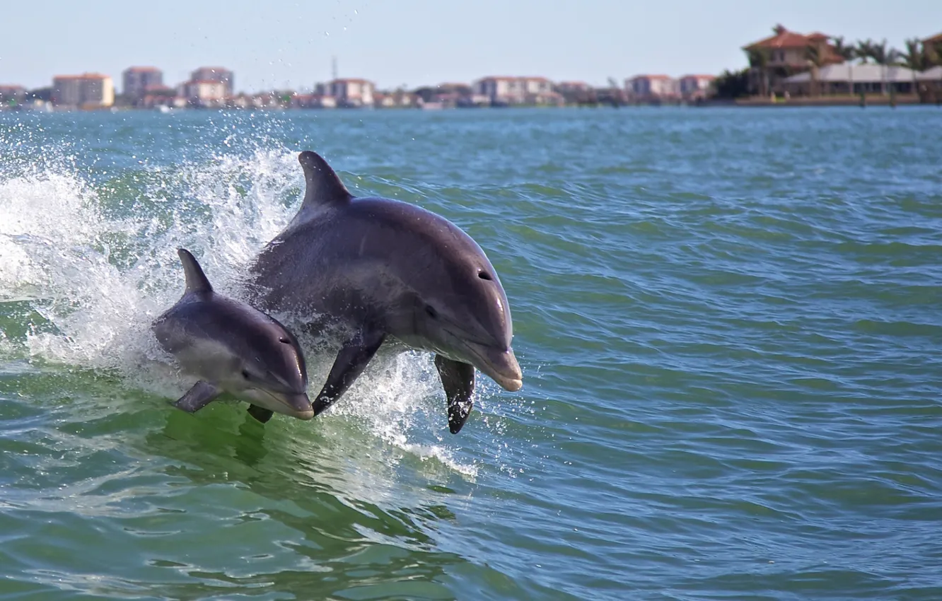 Фото обои море, лето, дельфины