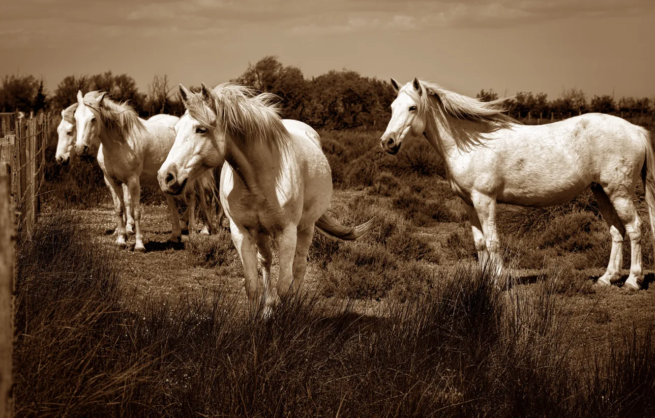 Фото обои лето, трава, взгляд, свет, конь, лошадь, забор, кони