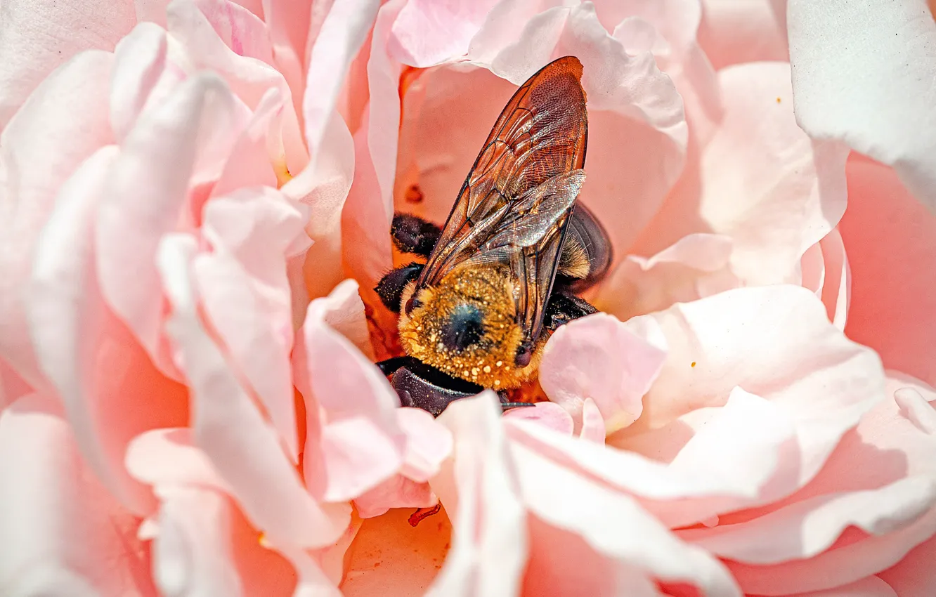 Фото обои цветок, макро, пчела, розовый, роза, лепестки